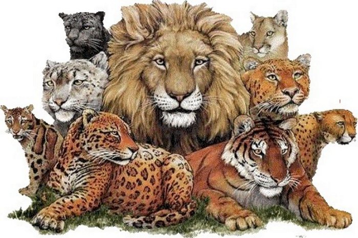 Big Cats Collage